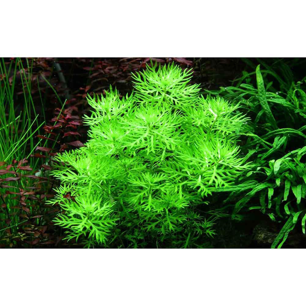 Tropica Hottonia Palustris in vasetto