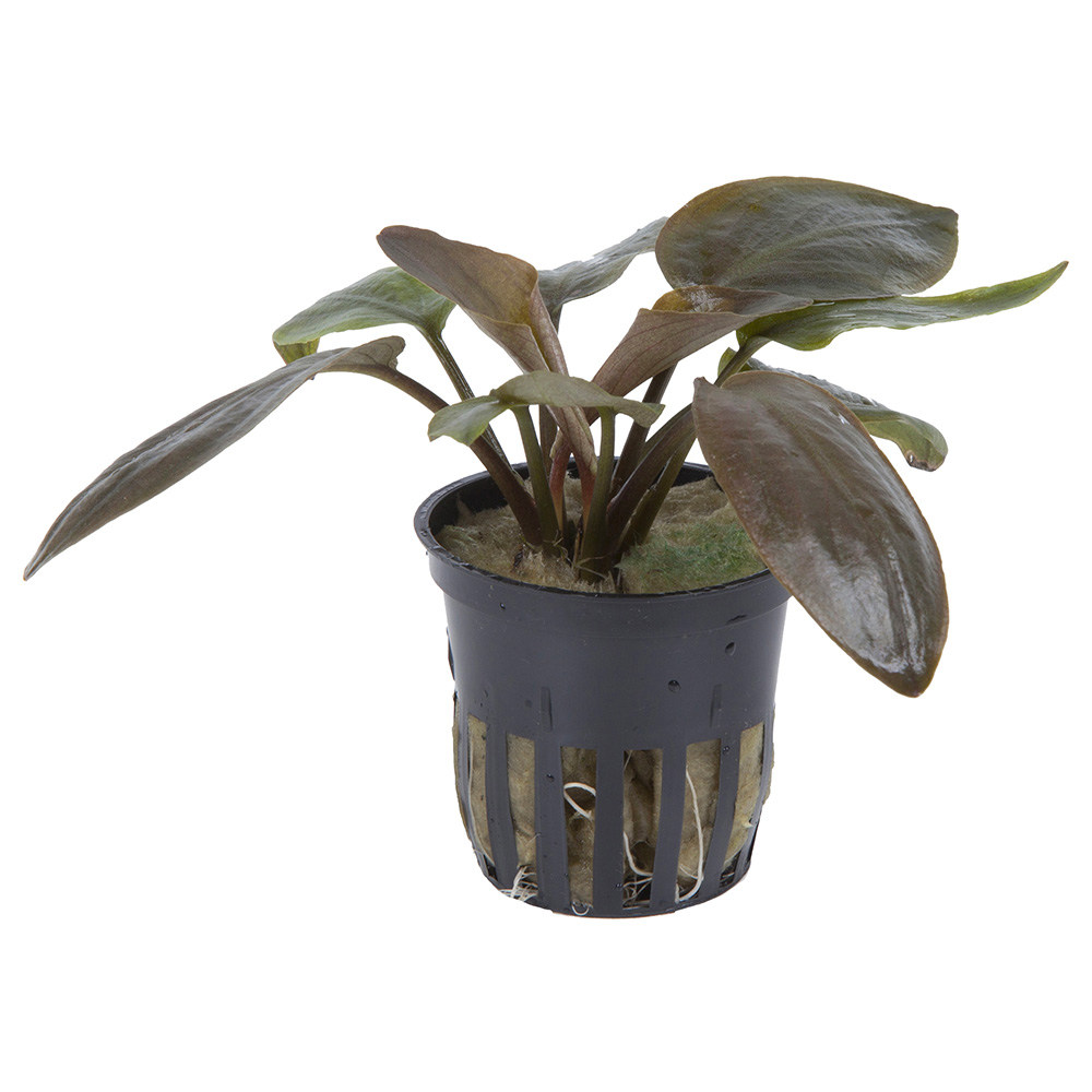Tropica Lagenandra Meeboldii "Red" in vasetto