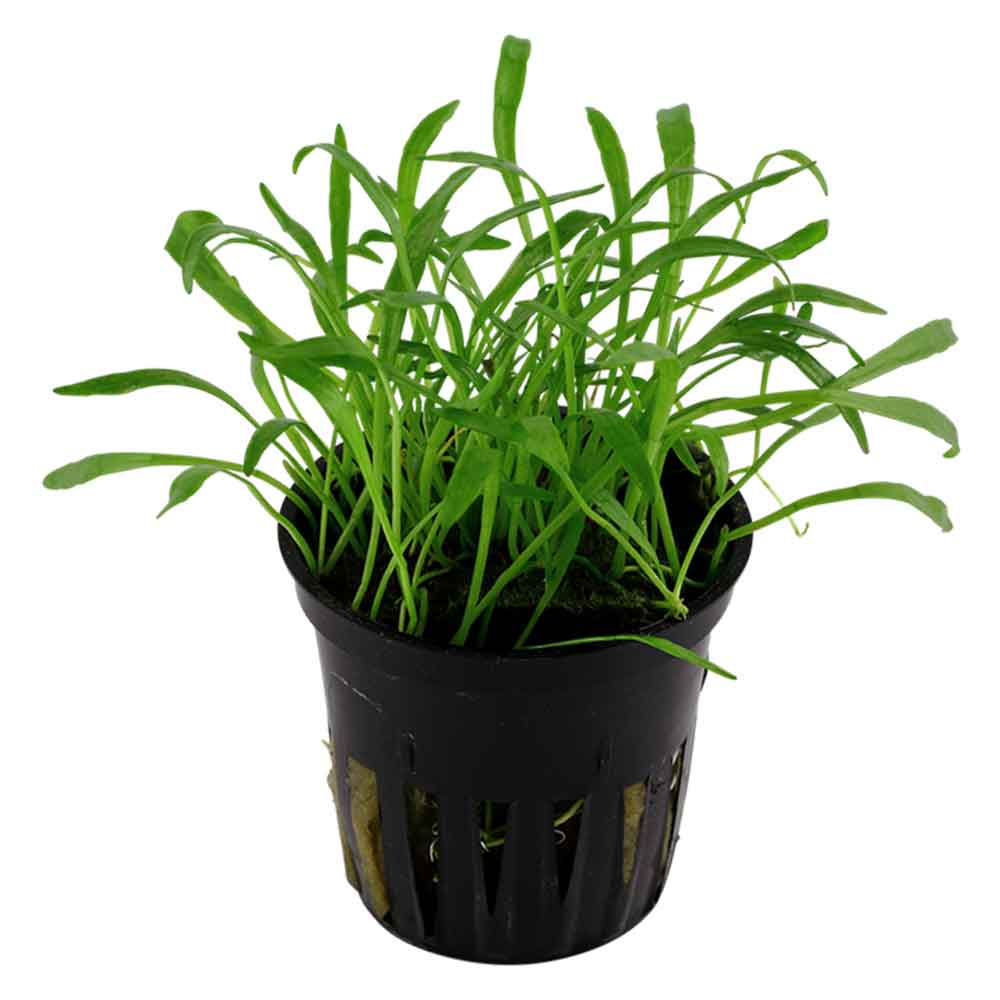 Tropica Lilaeopsis Brasiliensis in vasetto