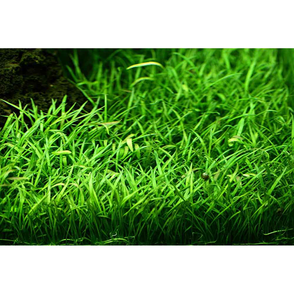 Tropica Lilaeopsis Brasiliensis in vasetto