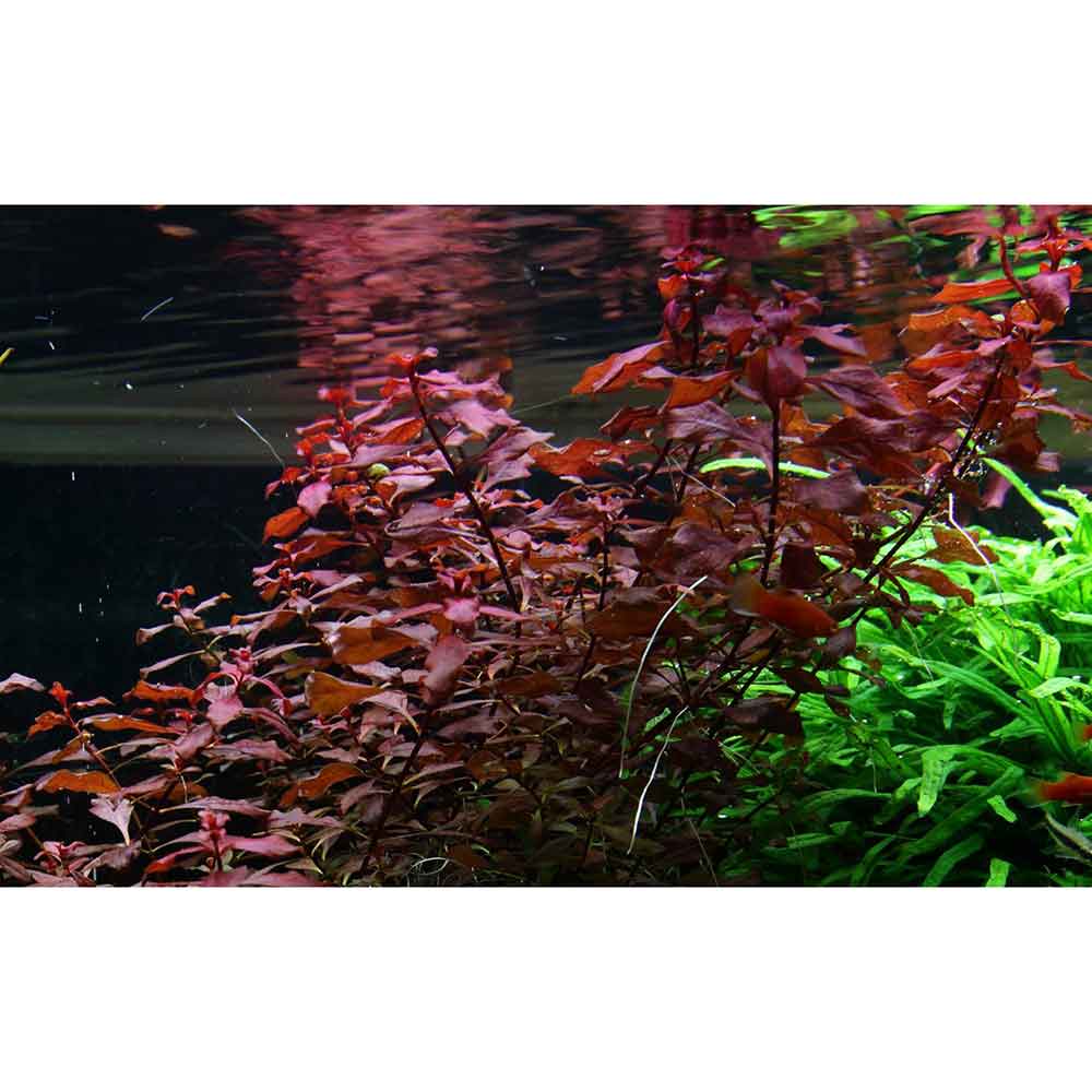 Tropica Ludwigia Sp. in vasetto