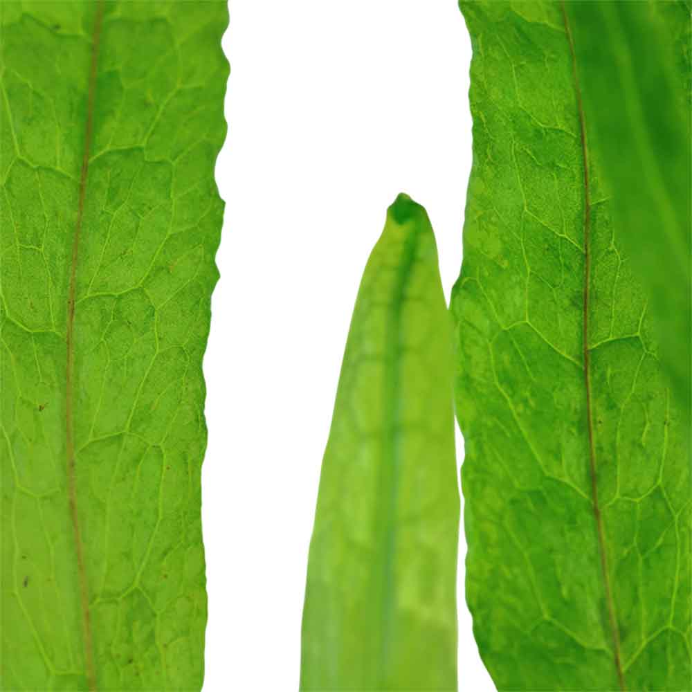 Tropica Microsorum Pteropus "Narrow" in vasetto