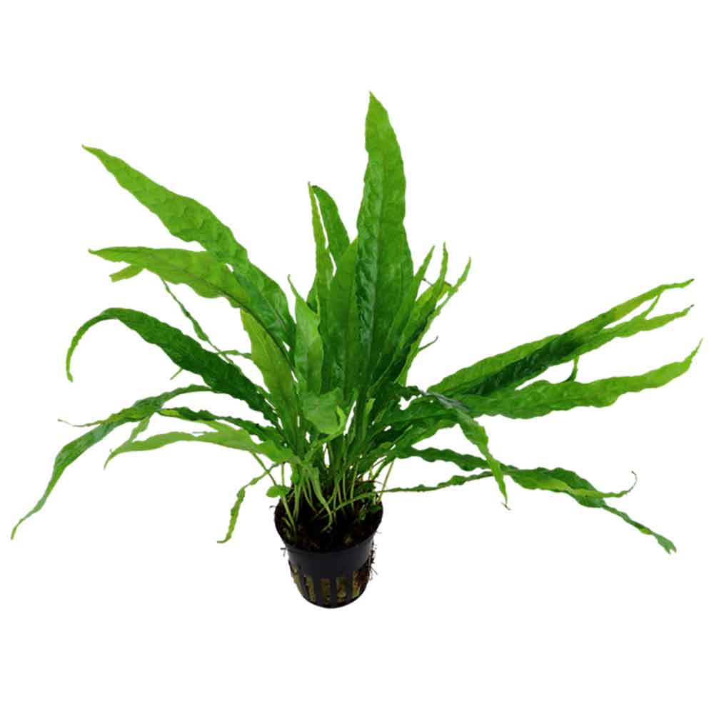 Tropica Microsorum Pteropus in vasetto