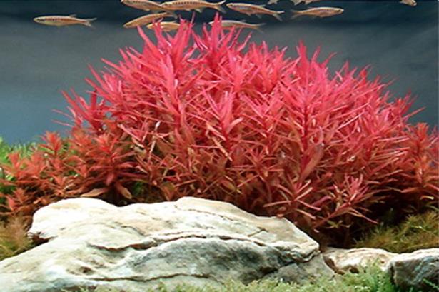 Tropica Nesaea Crassicaulis in vasetto