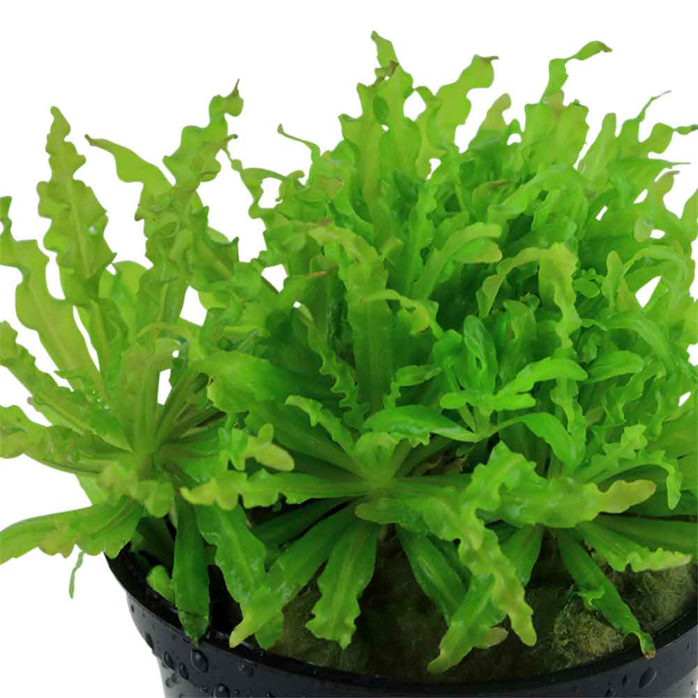 Tropica Pogostemon Helferi in vasetto