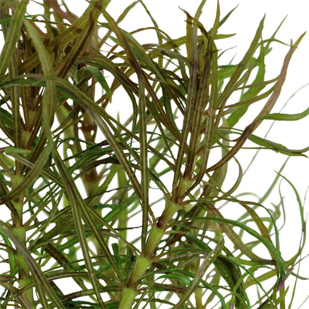 Tropica Pogostemon Stellata Eusteralis in vasetto