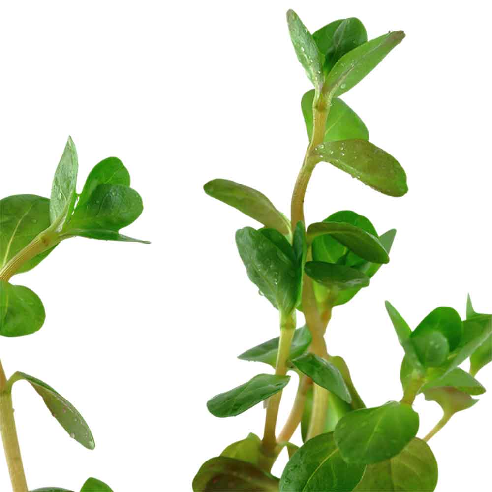 Tropica Rotala Rotundifolia in vasetto