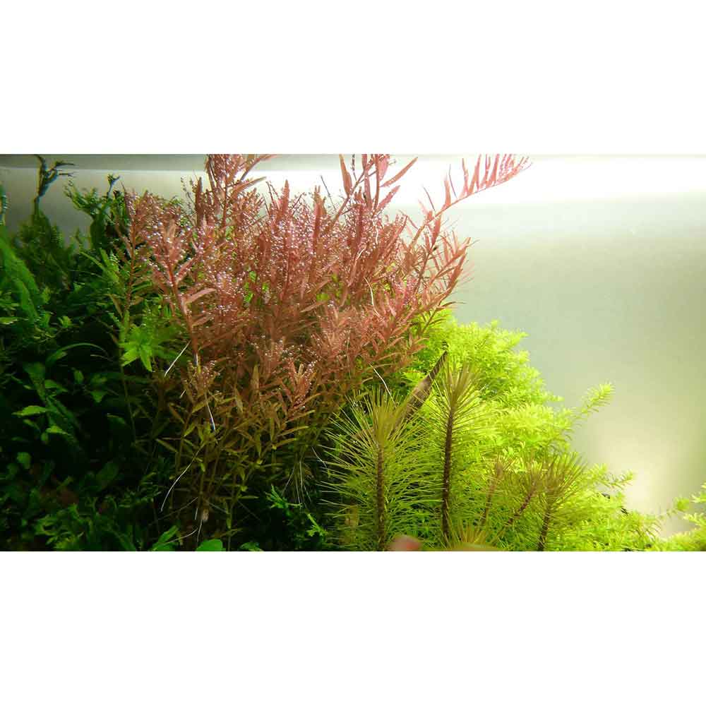 Tropica Rotala Rotundifolia in vasetto