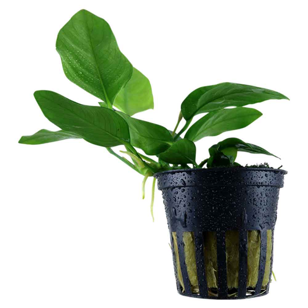 Tropica Single Package Anubias Barteri Nana vasetto