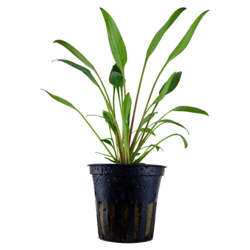 Tropica Single Package Cryptocoryne Willisii vasetto