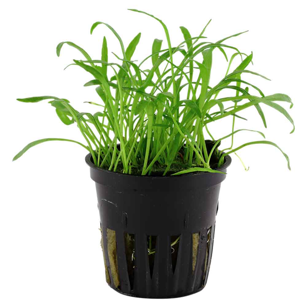 Tropica Single Package Lilaeopsis Brasiliensis vasetto