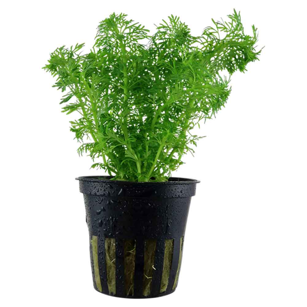 Tropica Single Package Limnophila Sessiliflora vasetto