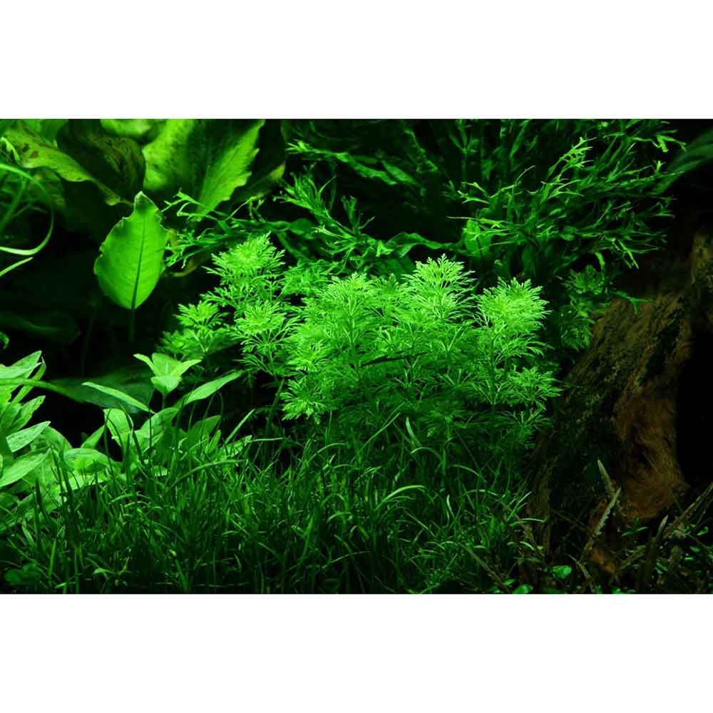 Tropica Single Package Limnophila Sessiliflora vasetto