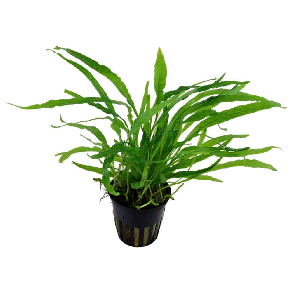 Tropica Single Package Microsorium Pteropus narrow vasetto