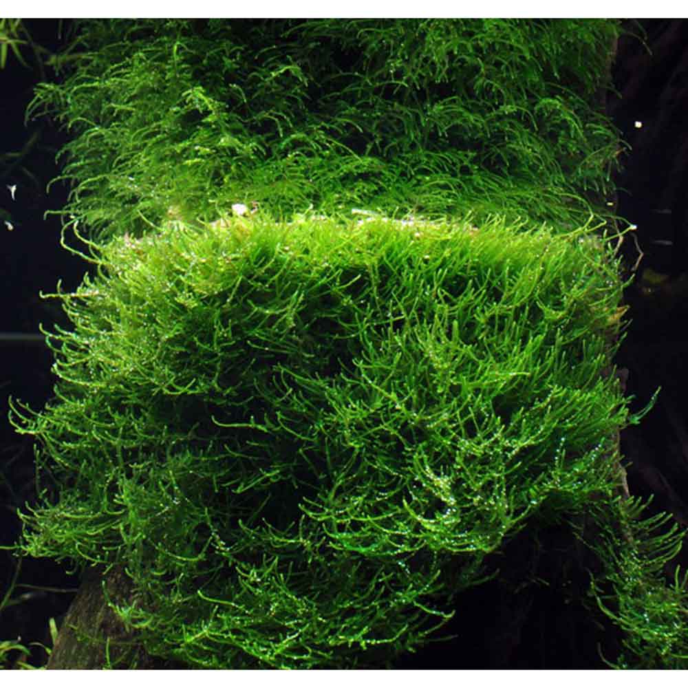 Tropica Taxiphyllum Barbieri in porzione