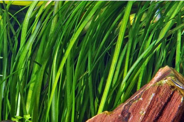 Tropica Vallisneria Spiralis "Tiger" in vasetto