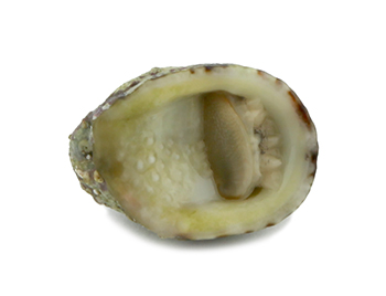 Nerita Polita Lumaca mangia alghe per acqua marina