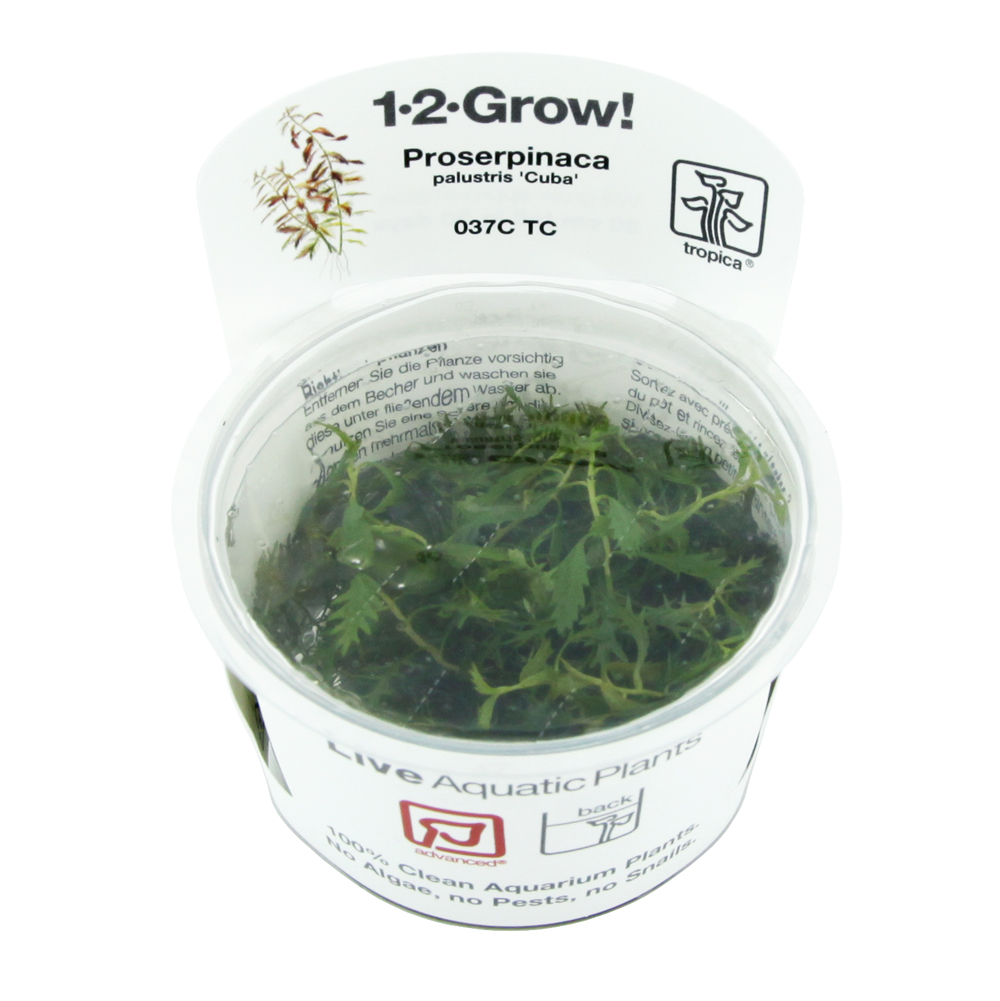 Tropica 1•2•Grow! Proserpinaca palustris "Cuba" in Vitro Cup