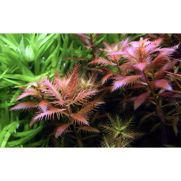 Tropica 1•2•Grow! Proserpinaca palustris "Cuba" in Vitro Cup