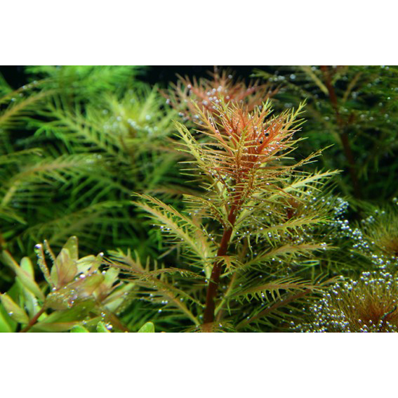 Tropica 1•2•Grow! Proserpinaca palustris "Cuba" in Vitro Cup