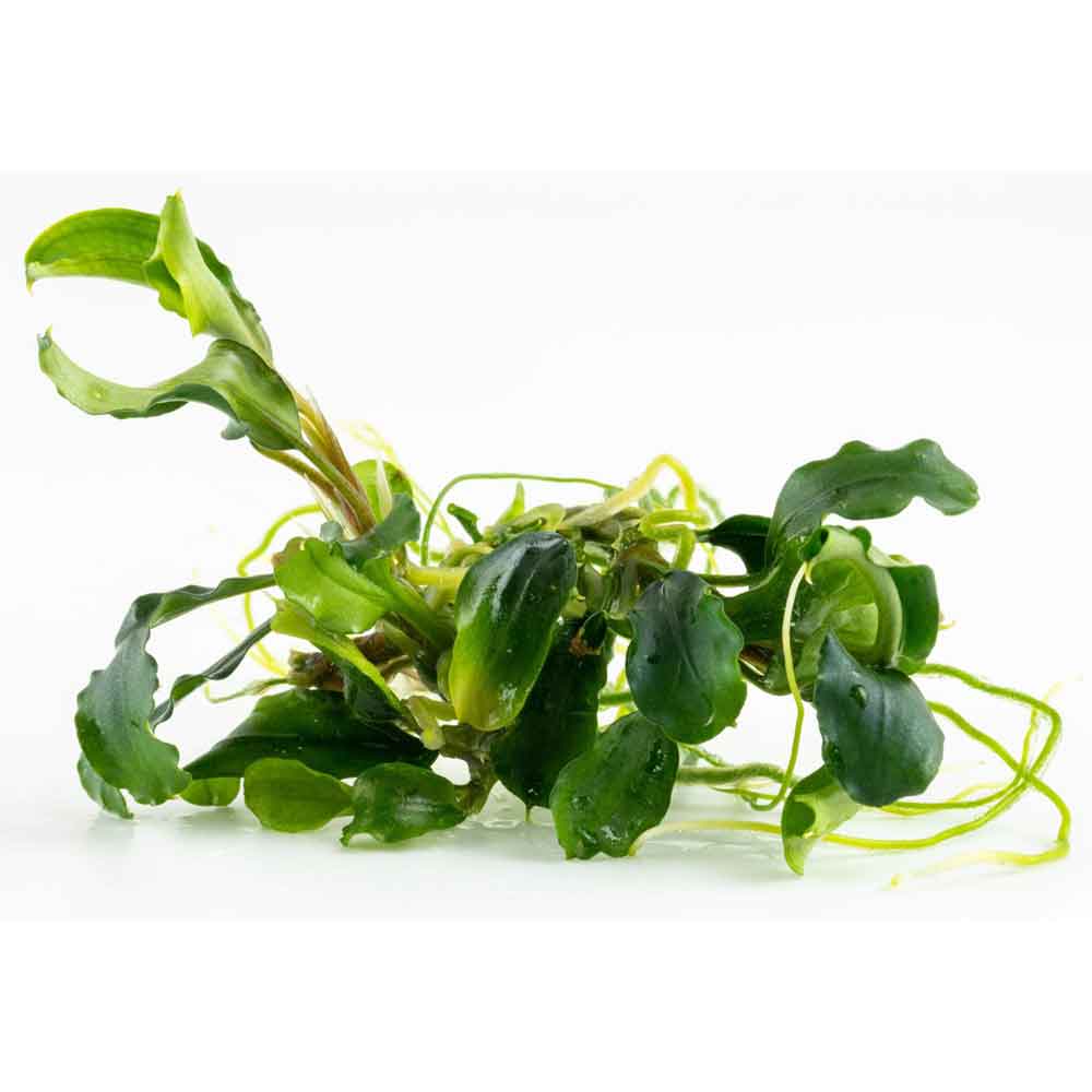 Tropica Bucephalandra pygmaea 'Bukit Kalem'