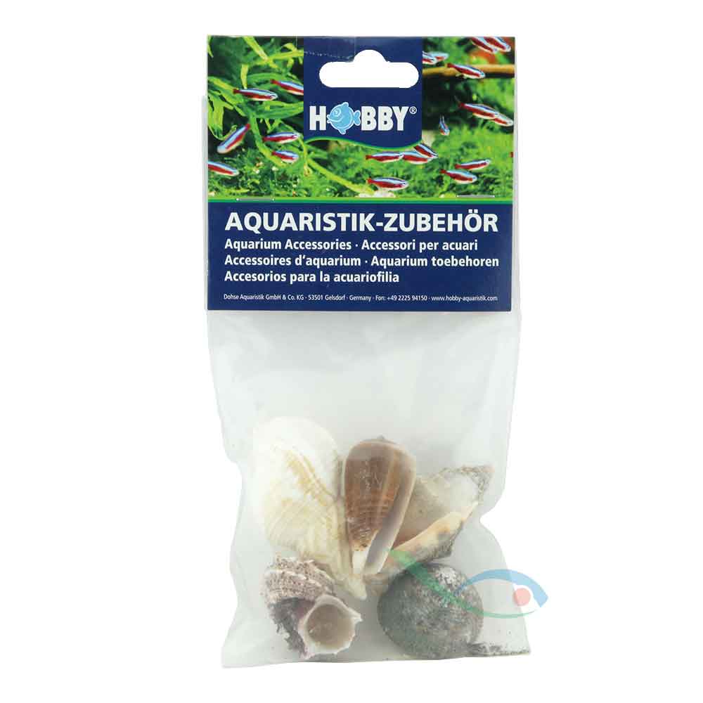 Hobby Conchiglie per acquario