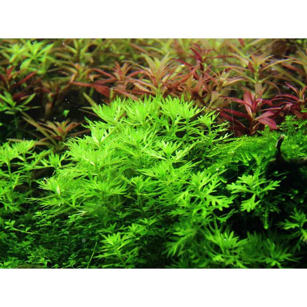 Tropica 1•2•Grow! Hottonia palustris galleggiante in Vitro Cup