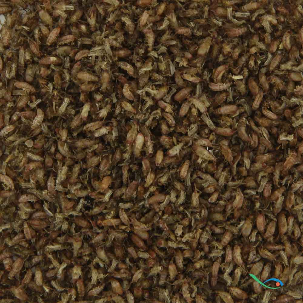 Nutrinsect grilli Micro Grilli 3g