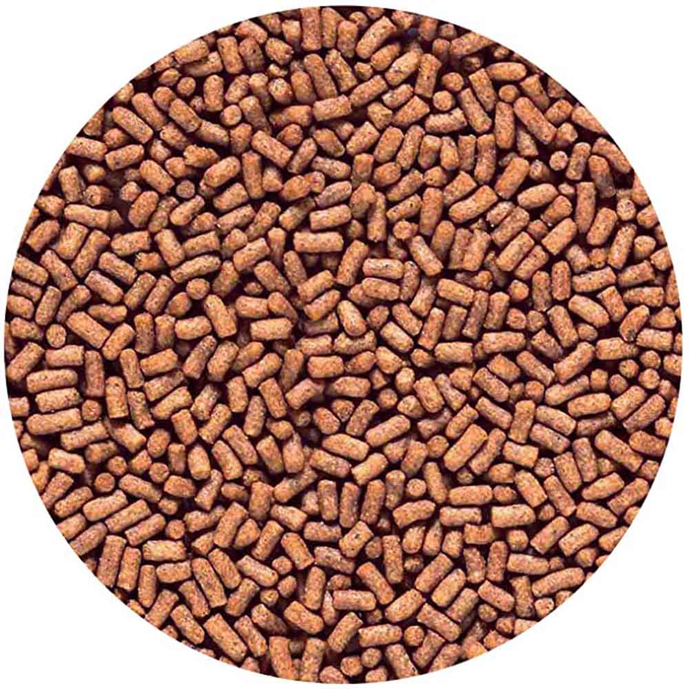 Saki-Hikari Fancy Goldfish Baby Stick incrementa la colorazione 200g