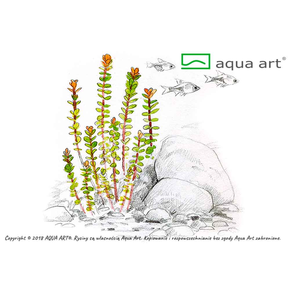 Aqua Art Alternanthera reineckii "Lilacina" in Vitro Cup