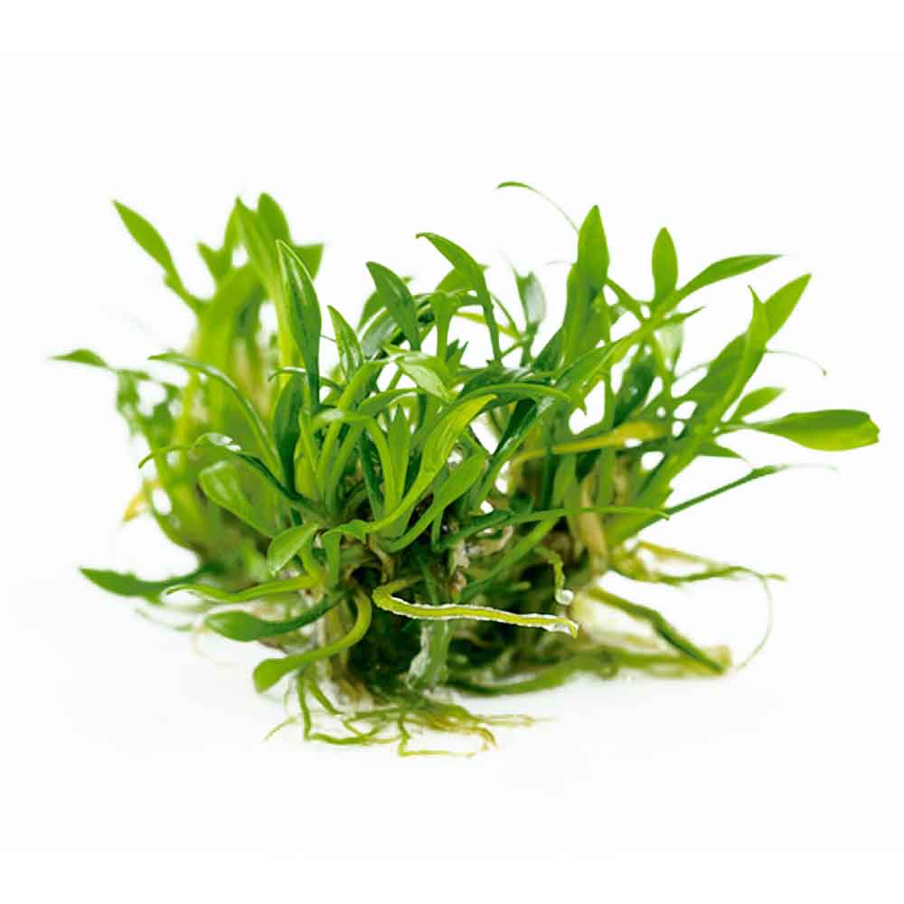 Tropica 1•2•Grow! Cryptocoryne parva in Vitro Cup