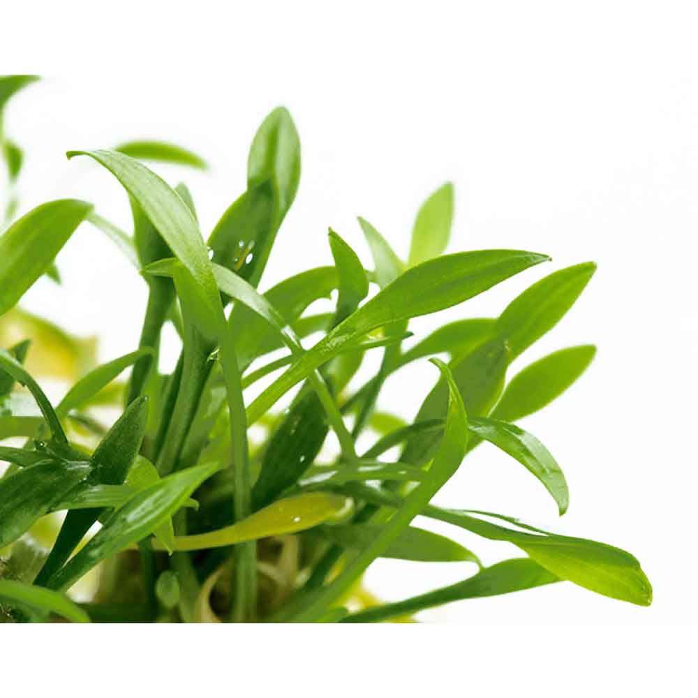 Tropica 1•2•Grow! Cryptocoryne parva in Vitro Cup