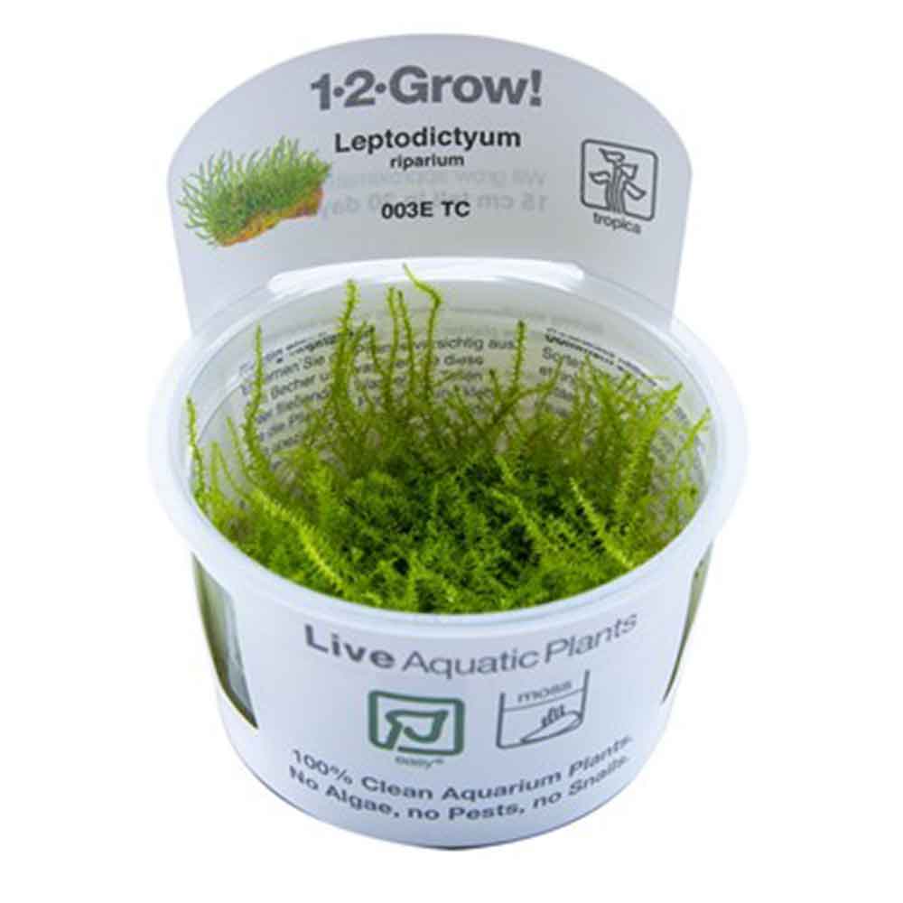 Tropica 1•2•Grow! Leptodictyum riparium in Vitro Cup