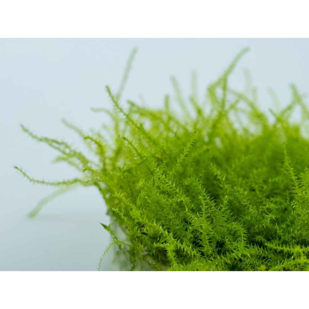 Tropica 1•2•Grow! Leptodictyum riparium in Vitro Cup