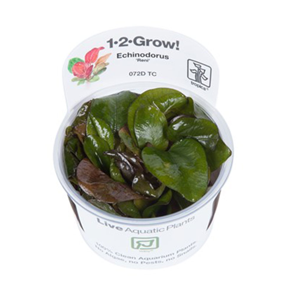 Tropica 1•2•Grow! Echinodorus "Reni" in Vitro Cup