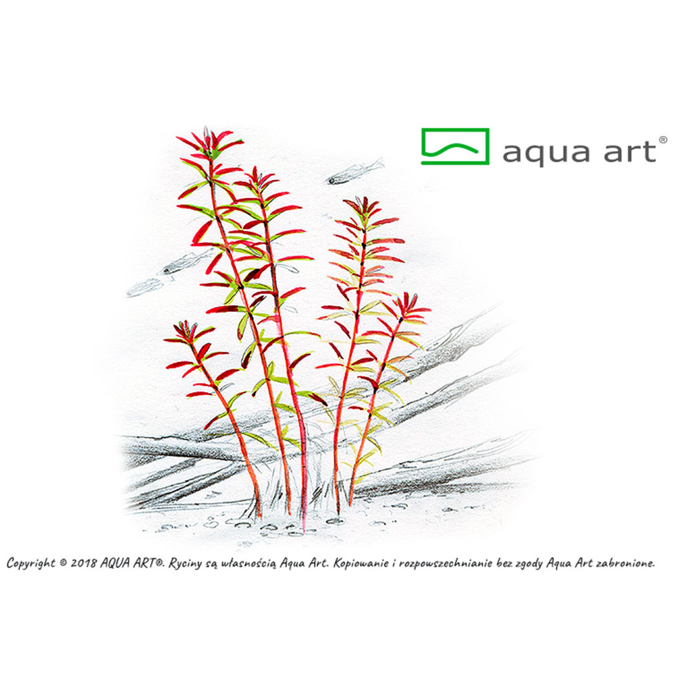 Aqua Art Rotala sp."Yao Yai" in Vitro Cup