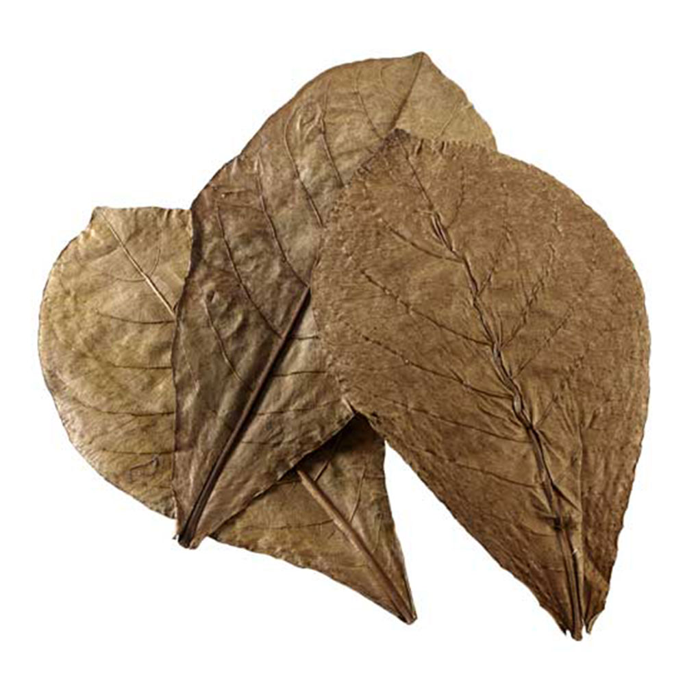 Hobby Nano Catappa Leaves 12pz