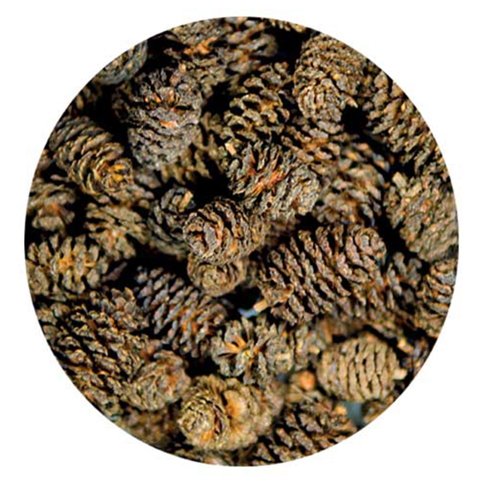 Hobby Alder Cones 50pz
