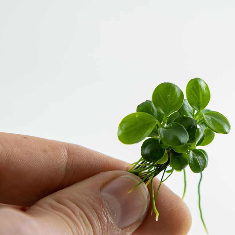 Tropica 1•2•Grow! Anubias "Mini Coin"