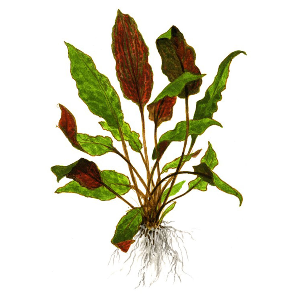 Tropica 1•2•Grow! Cryptocoryne wendtii "mi Oya" in Vitro Cup