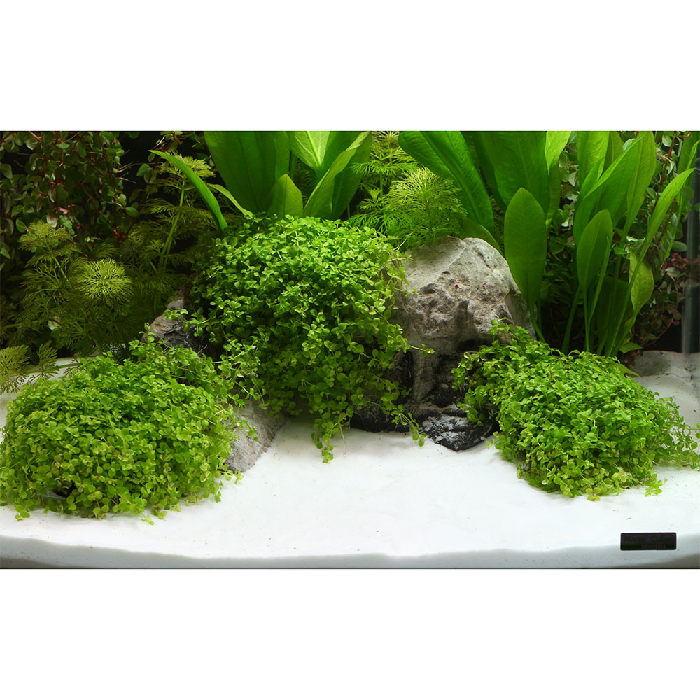 GHIAIA NAT.PLANTAHUNTER BEACH 0,1-0,6MM