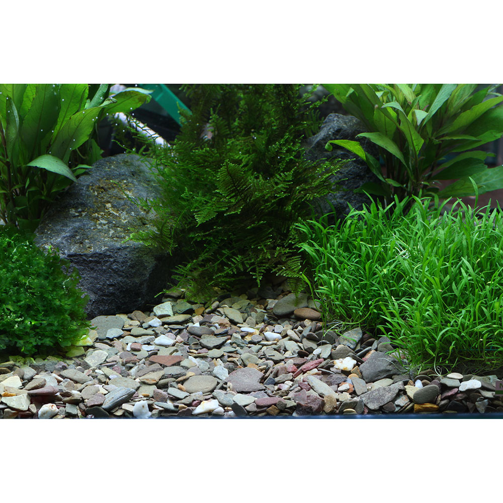 Dennerle Planta Hunter Rio Xingu Ghiaia Naturale 2-22mm 5Kg