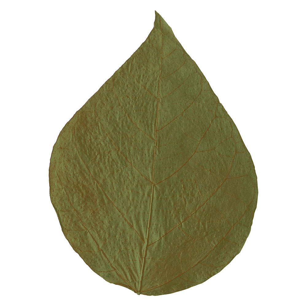 Shrimp King Dadap Leaves