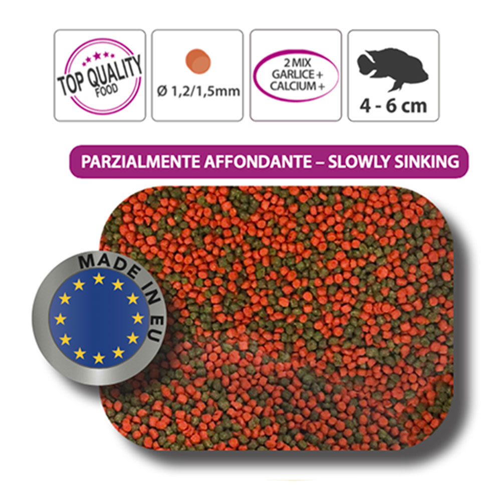 Haquoss Cichlid Gran Juvenile