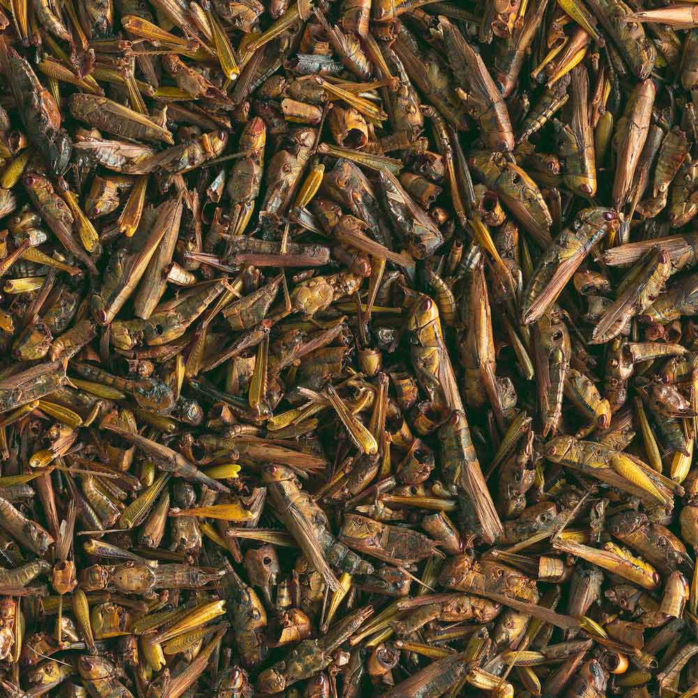 Tetra ReptoDelica Grasshoppers Cavallette 250ml 28gr