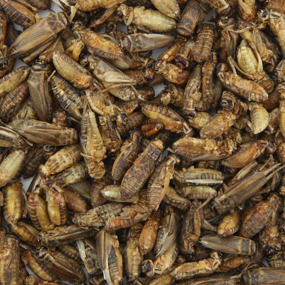 Nutrinsect Big Tarta Cricket Grilli essiccati 50gr