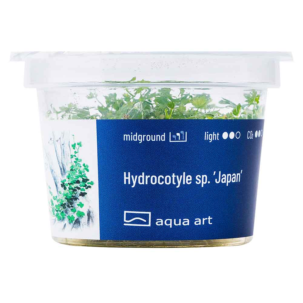 Aqua Art Hydrocotyle sp. "Japan" in Cup Vitro
