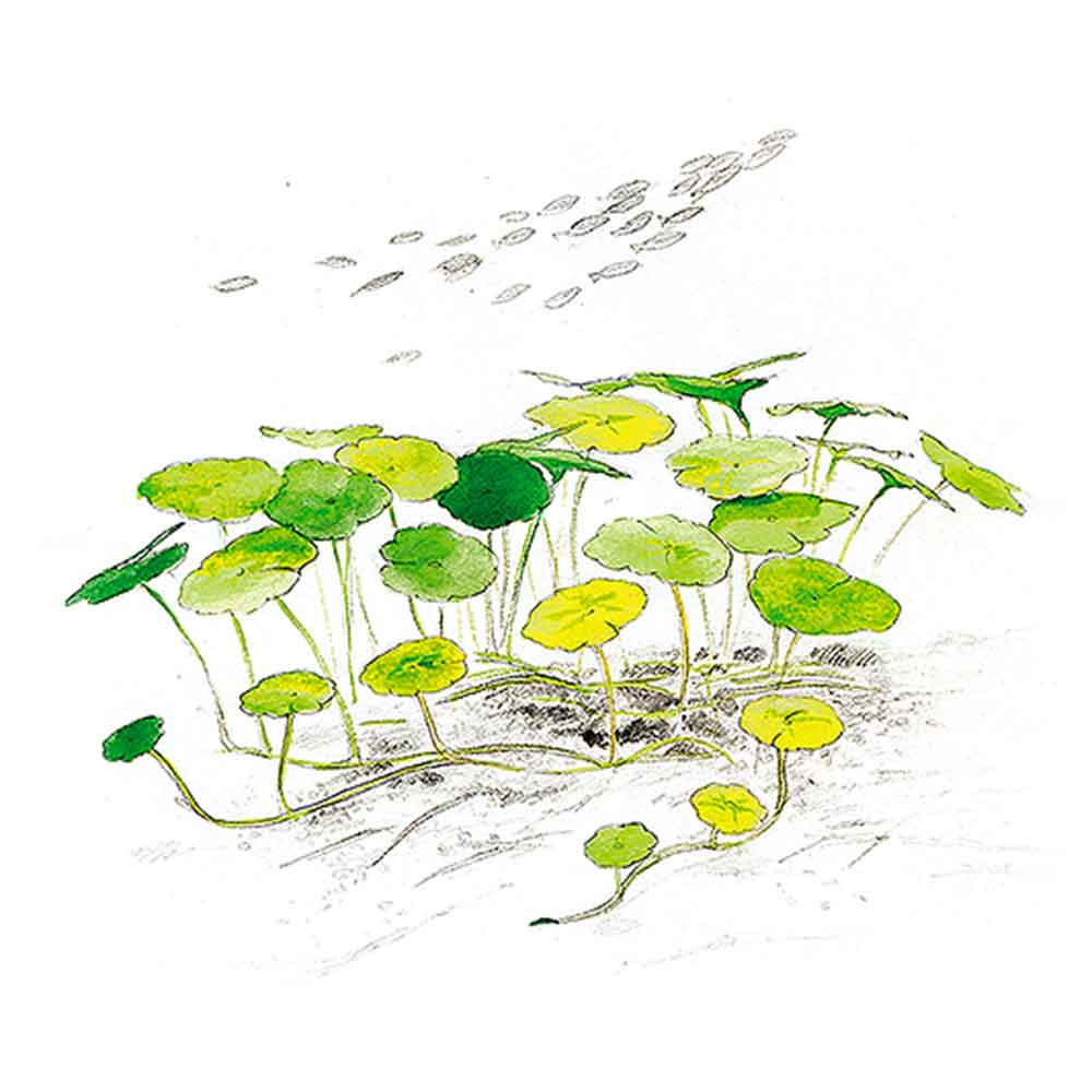 Aqua Art Hydrocotyle sp. "Japan" in Cup Vitro