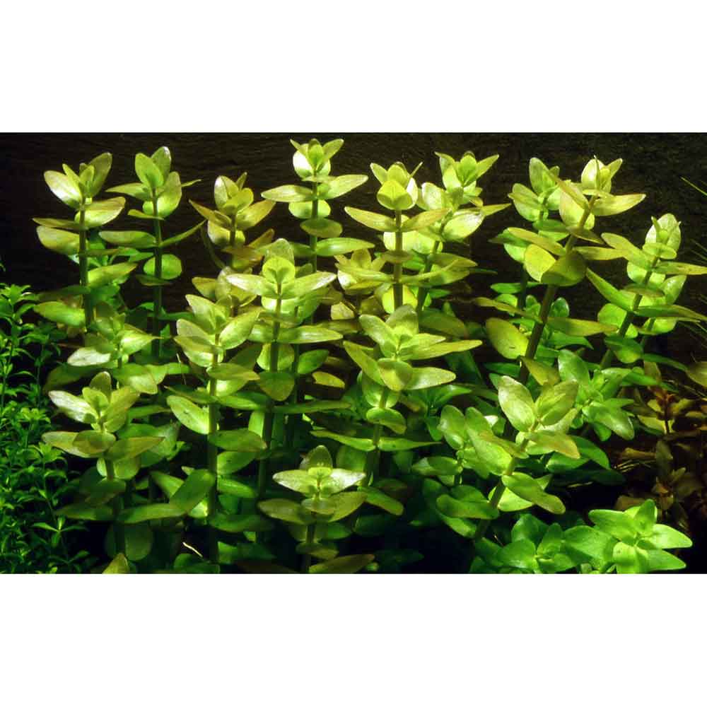 Tropica Single Package Limnophila sessiliflora