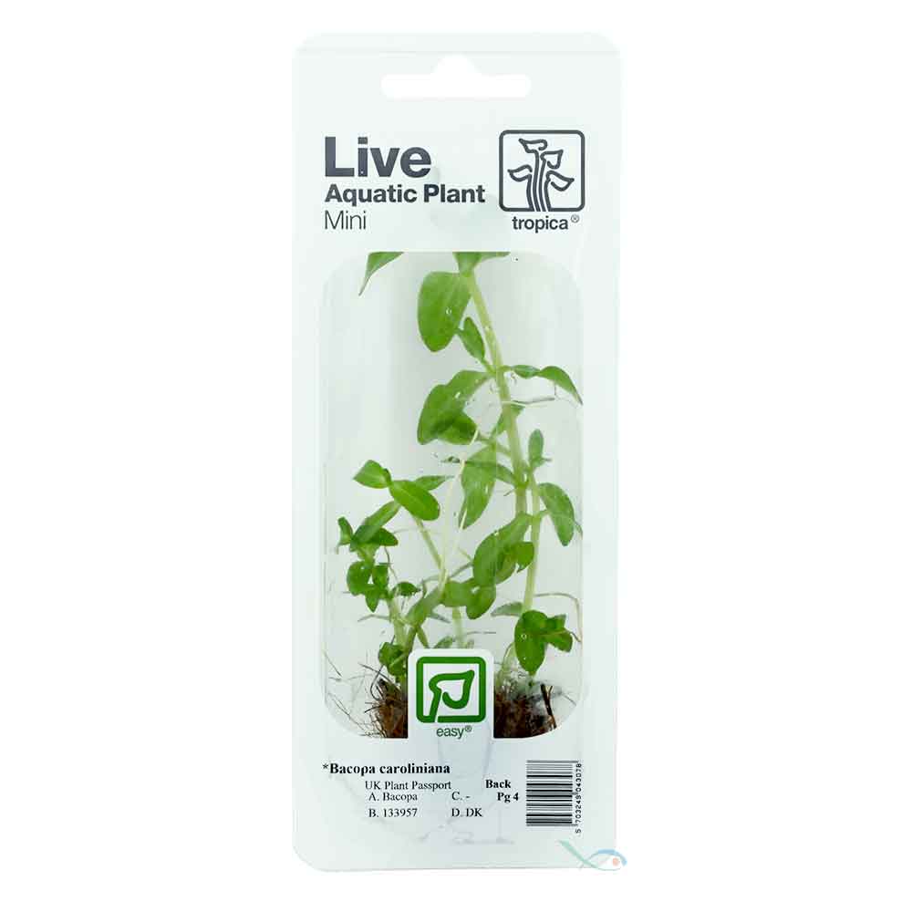 Tropica Single Package Limnophila sessiliflora